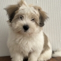 Chien Coton de Tulear proposée par l’élevage Domaine du ribat.