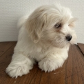 Chien Coton de Tulear proposée par l’élevage Domaine du ribat.
