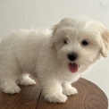 Chiot Coton de Tulear de race  en région Centre-Val de Loire.