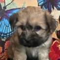 Bichon Havanais chiot vendu 1600 €
