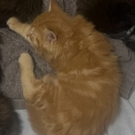 Chaton Maine Coon de race – prix 1000 €.