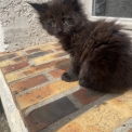 Maine Coon disponible en Seine-Maritime