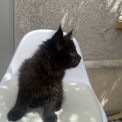 Maine Coon disponible en Seine-Maritime
