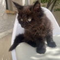 Chaton Maine Coon de race – prix 1300 €.