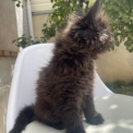 Chaton Maine Coon de race  en région Normandie.