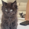 Chaton Maine Coon de race – prix 1300 €.