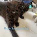 Maine Coon disponible en Seine-Maritime