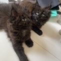 Chat Maine Coon proposée par l’élevage Chatcoon.
