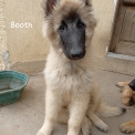 Chiot Tervueren de race – prix 1200 €.