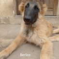 Chiot Tervueren de race  en région Auvergne-Rhône-Alpes.