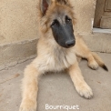 Chiot Tervueren de race  en région Auvergne-Rhône-Alpes.