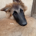 Chien Tervueren proposée par l’élevage Laprugne Kassandra.