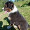 Chiot Berger australien de race  en région Auvergne-Rhône-Alpes.