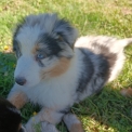 Berger australien disponible dans le Puy-de-Dôme