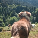Chiot Berger australien de race – prix 1000 €.