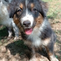 Chiot Berger australien de race – prix 1000 €.