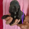 Ce petite m�le Cocker Anglais Spaniel propos� � l'achat est n� le 11/06/2026.