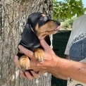 Chiot Teckel à poil ras de race en région Nouvelle-Aquitaine.