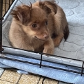 Chien Petit chien Russe proposé par l’élevage DE LA CONSTELLATION DU LION.