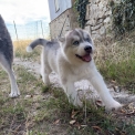 Chiot Husky Sibérien sans pedigree en région Centre-Val de Loire.