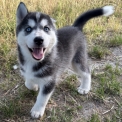 Chien Husky Sibérien proposée par l’élevage Le Domaine de Liloo.
