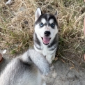 Chiot Husky Sibérien sans pedigree  en région Centre-Val de Loire.