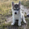 Chiot Husky Sibérien sans pedigree – prix 850 €.