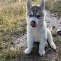 Chiot Husky Sibérien sans pedigree – prix 850 €.
