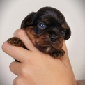 Chiot Cavalier King Charles à adopter au prix de 1600 €