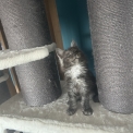 Chaton Maine Coon de race en région Auvergne-Rhône-Alpes.