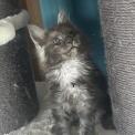 Chaton Maine Coon de race – prix 1100 €.