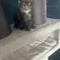 Chaton Maine Coon de race en région Auvergne-Rhône-Alpes.