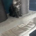 Chat Maine Coon proposé par l’élevage Chatterie du Ciel d'Emeraude.