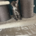 Chaton Maine Coon de race – prix 1100 €.