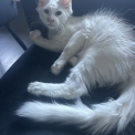 Chaton Maine Coon de race  en région Auvergne-Rhône-Alpes.