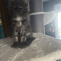 Maine Coon disponible en Isère