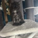 Chaton Maine Coon de race en région Auvergne-Rhône-Alpes.