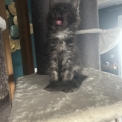 Chaton Maine Coon de race en région Auvergne-Rhône-Alpes.