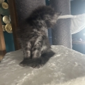 Chaton Maine Coon de race en région Auvergne-Rhône-Alpes.