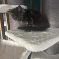 Chat Maine Coon proposé par l’élevage Chatterie du Ciel d'Emeraude.