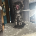 Chat Maine Coon proposé par l’élevage Chatterie du Ciel d'Emeraude.