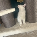 Maine Coon disponible en Isère