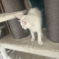 Chaton Maine Coon de race – prix 1400 €.