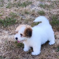Chien Coton de Tulear proposé par l’élevage La boîte à malice.
