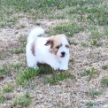 Chien Coton de Tulear proposé par l’élevage La boîte à malice.