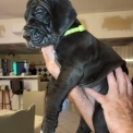 Chien Dogue Allemand proposée par l’élevage Temple sacré Héloïse.