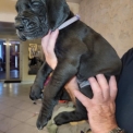 Chiot Dogue Allemand de race  en région Nouvelle-Aquitaine.