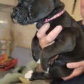 Dogue Allemand disponible en Charente-Maritime