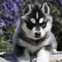 Chiot Husky Sibérien de race – prix 1400 €.