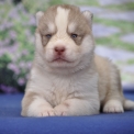 Chiot Husky Sibérien à adopter au prix de 1200 €